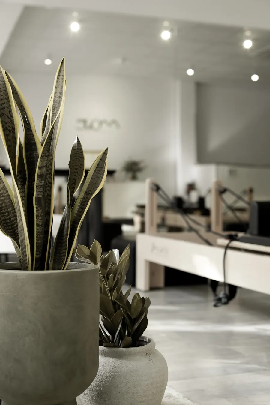Plantas y luz natural en la sala de MOVE Pilates Boutique